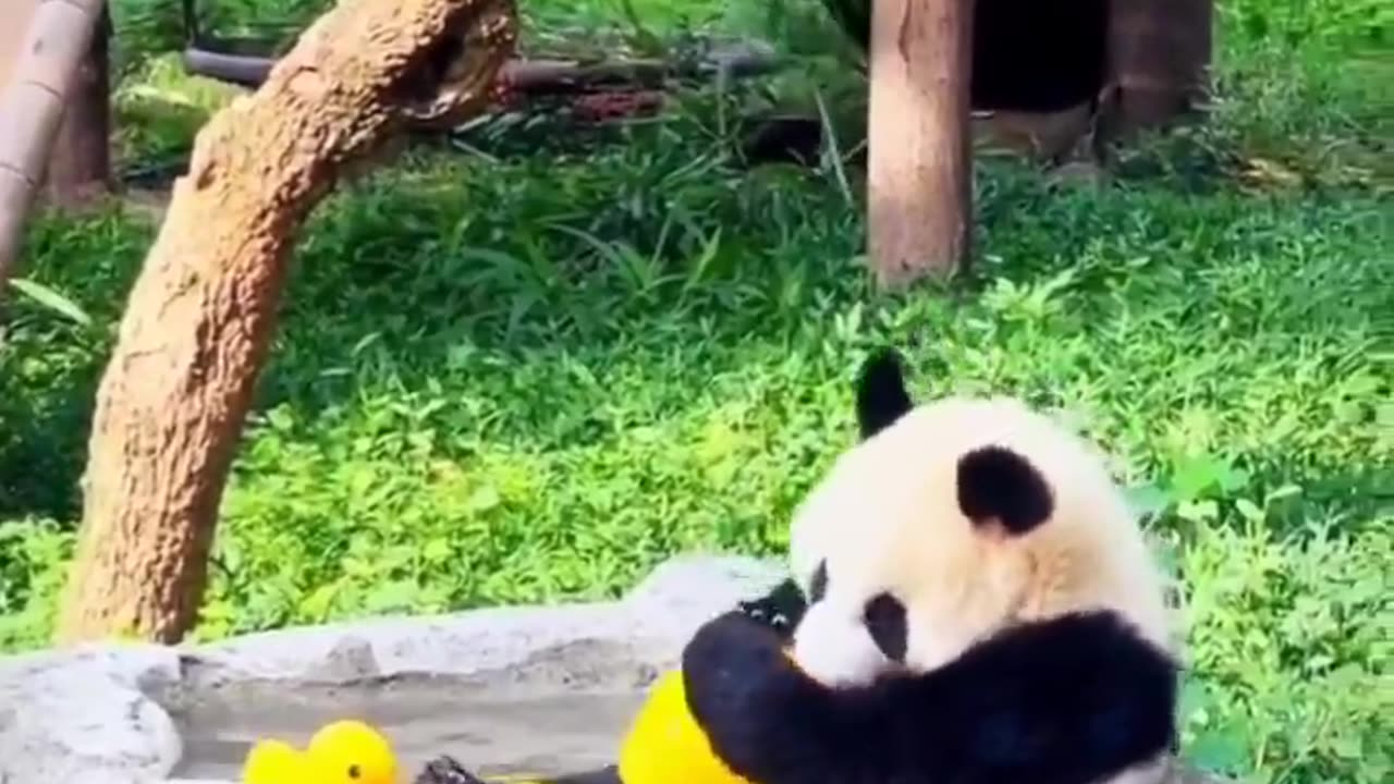 Baby panda loves new toys..🐼🐥🧸😍