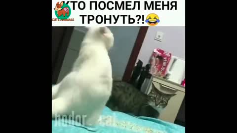 Amazing Funny Animal's Videos