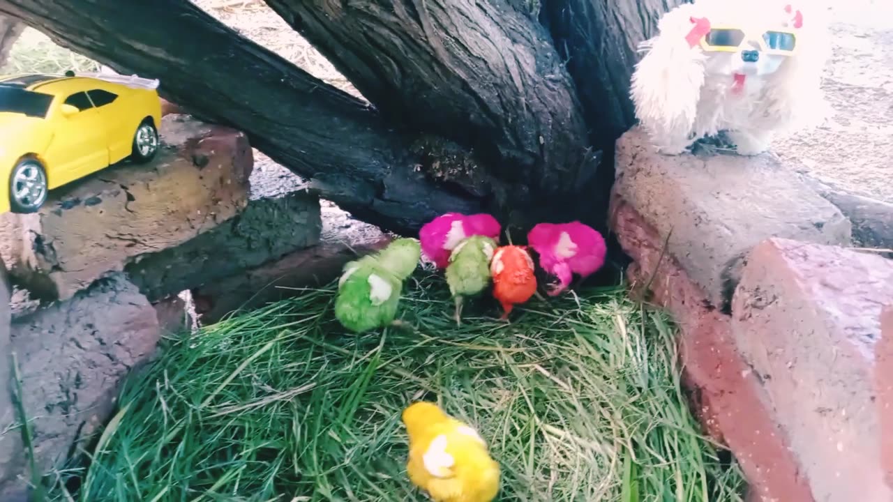 Rainbow 🌈 chicks