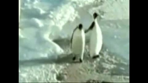 One penguin strikes another.