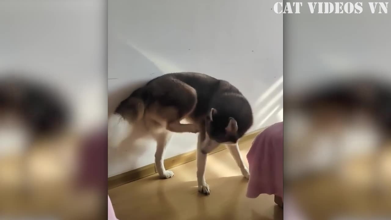 Funniest Cat & Dog Videos 2023