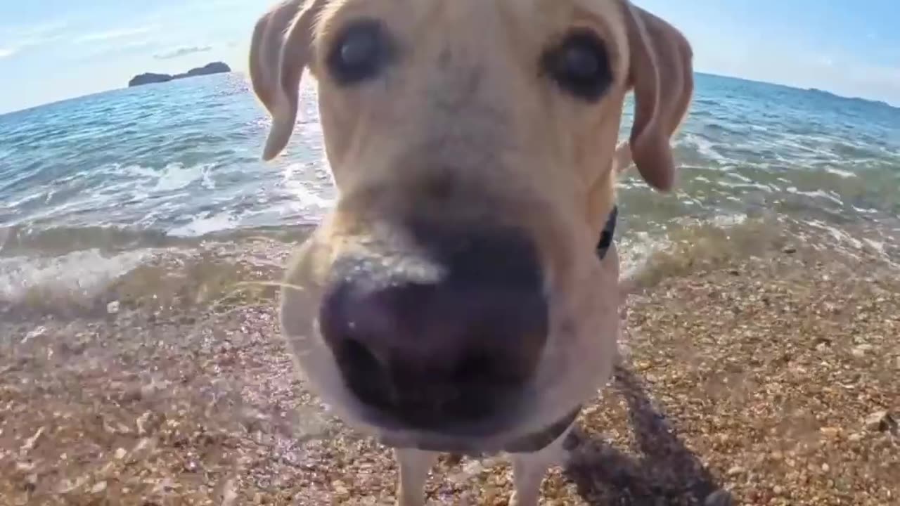 The dog brought Auntie to see the sea!