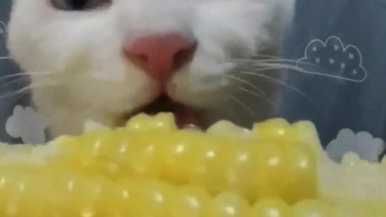 Cats love corn