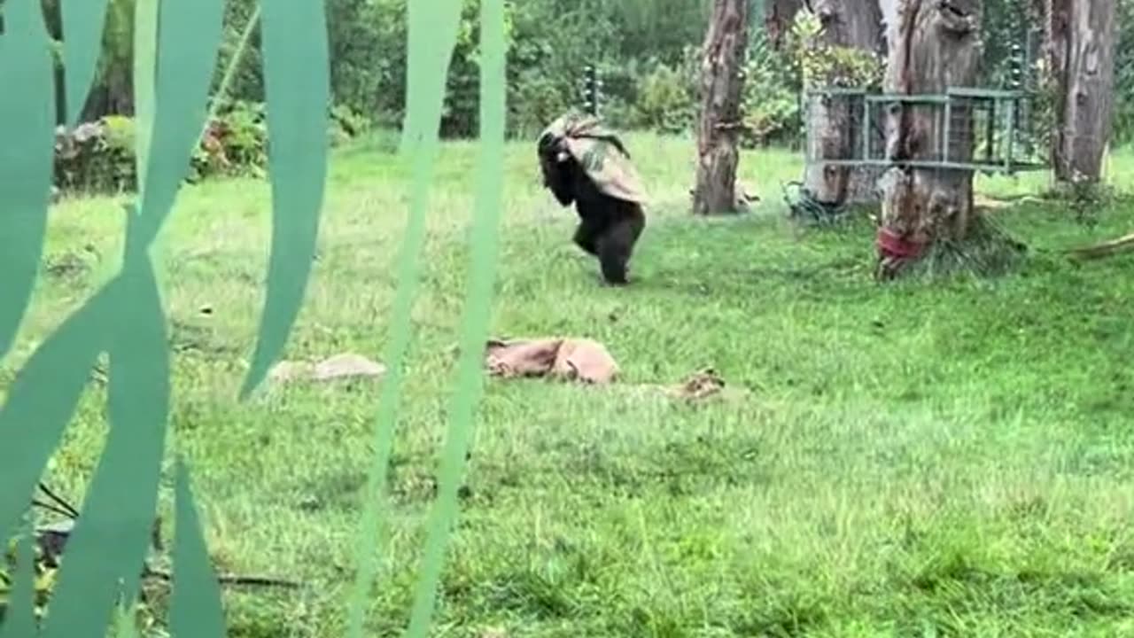 Started to rain in the Zoo