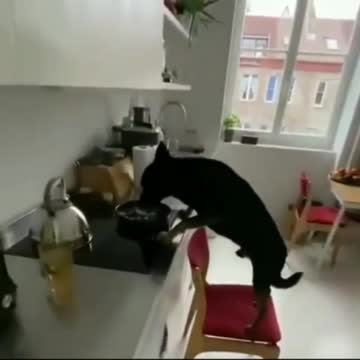 .LOL! Dogs are so funny and smart! Almost as smart as cats! LOL!