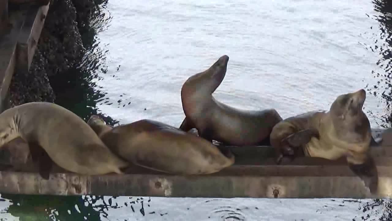 Santa Cruz, CA — Santa Cruz Wharf - Sea Lions #2