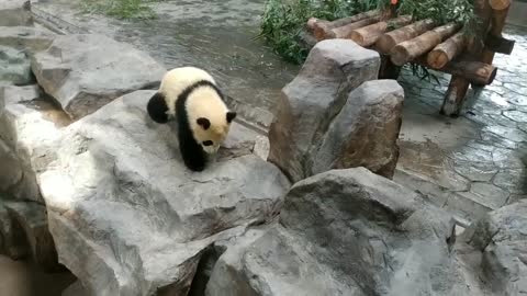 Nuhanzi panda