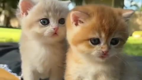 Cute Animals #Cute Baby Kitten #Cat