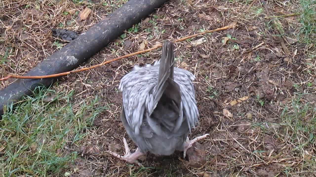 Top Hat Chicken