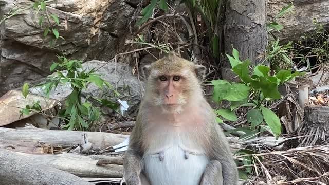 Monkey Sitting on the Log