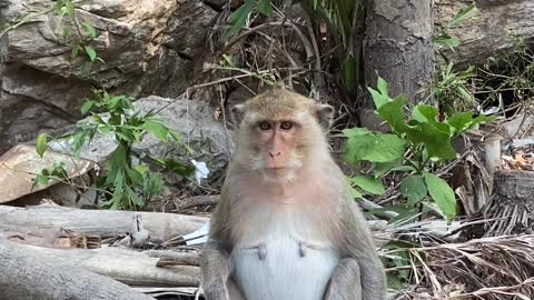 Monkey Sitting on the Log