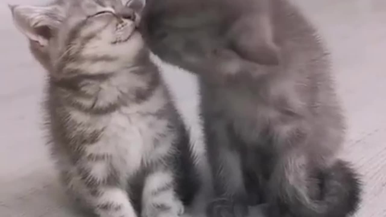 Love you! (Cat edition)