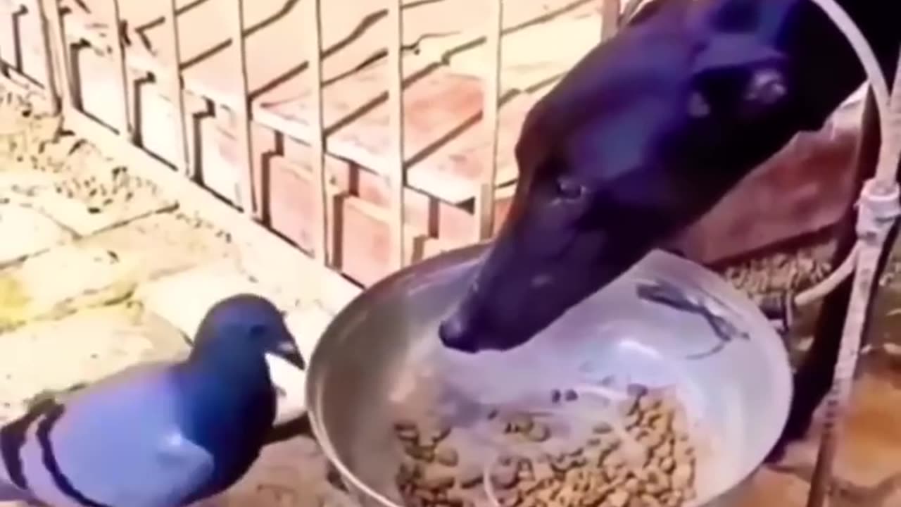 Funny vedio