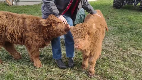 Highland Heifers