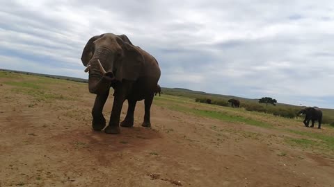 Big wild elephant waiting for food and smell passengers