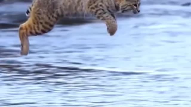 Tiger Pub Jump | Viral Animals Video Clip | Funny Animals