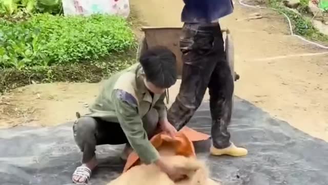 Best funny Video / Comedy / Funny Tiktok 2023