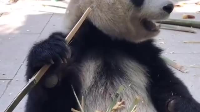 Pandas eat bamboo and skin it