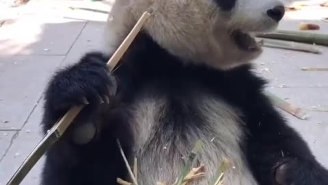 Pandas eat bamboo and skin it