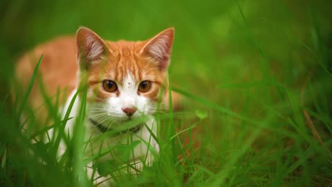 White cat lying among the grasses seen up close