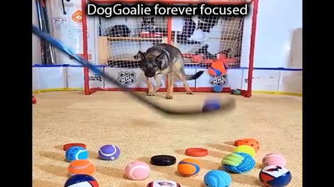 Funny Animals