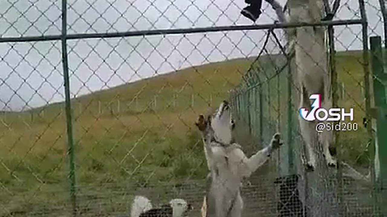 Dog ke upar jankari video