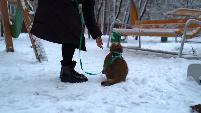 Walk on the first snow