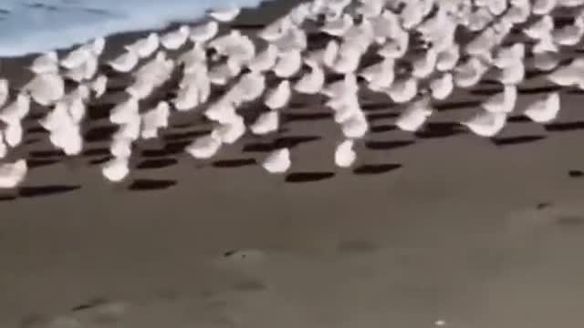 The end😂funny animals #shorts