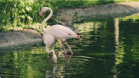 flamingos birds dancing