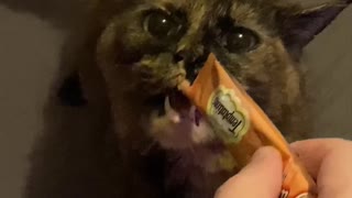 Cat is OBSESSED with Kitty Gogurt