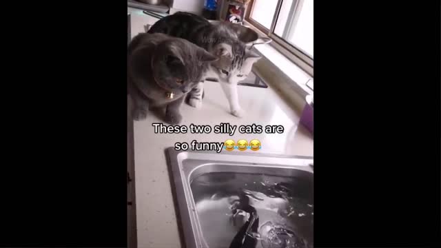 Cat funny activity