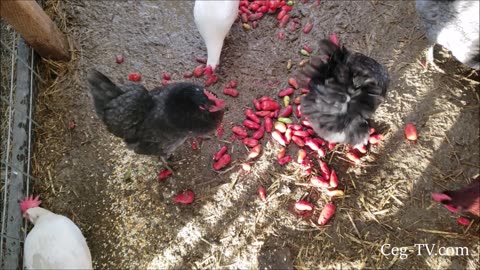 Graham Family Farm: Muddy Chicken Run