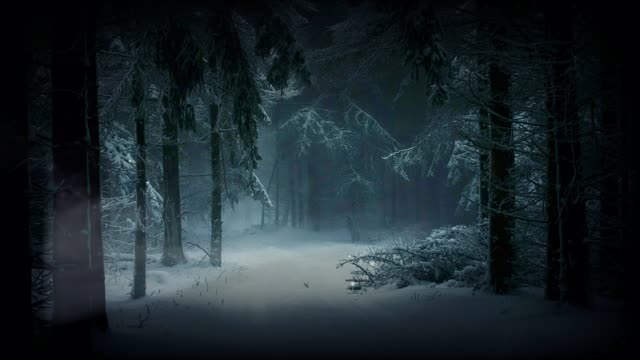 Beauty of nature/foggy forest