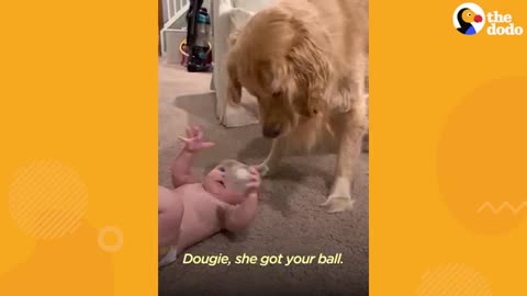 Dog Brothers Claim Newborn Baby Sister As Their Own | The Dodo