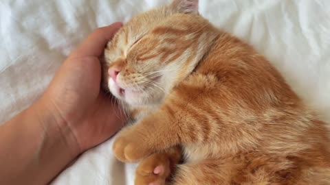 It sleeps in my hand