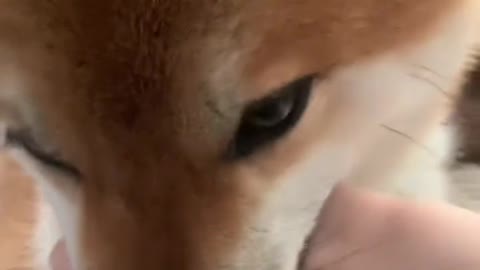 Live with the Shiba Inu