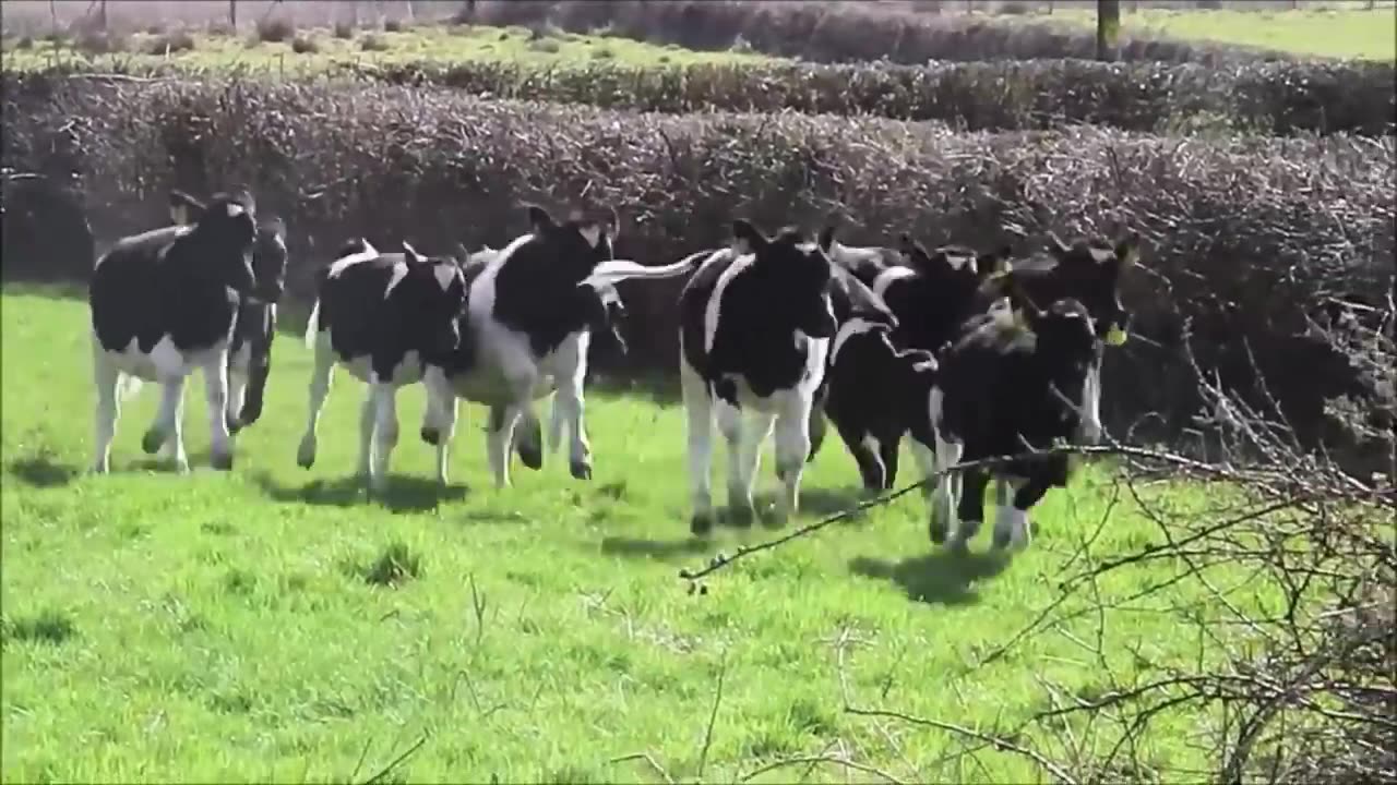 Cows Go Moo (Baby Edition) - CUTEST Compilation