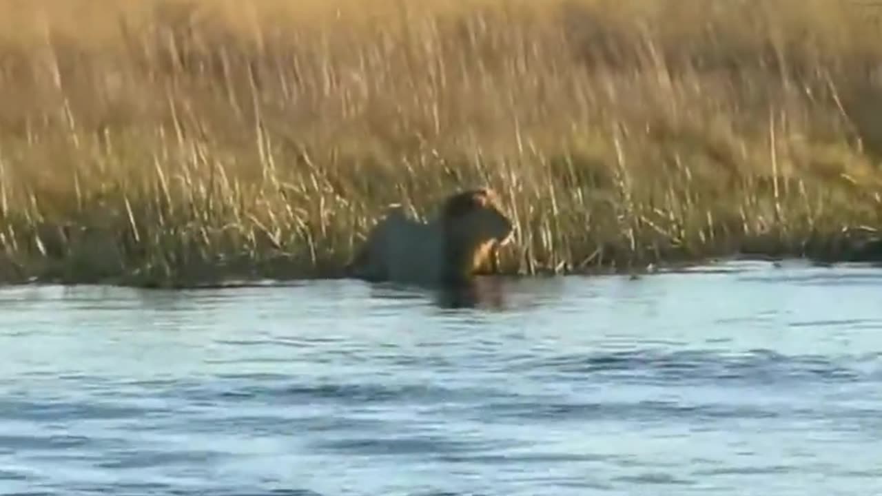 Hippo vs Lion