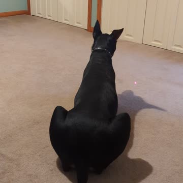 Doberman Wore Herself Out