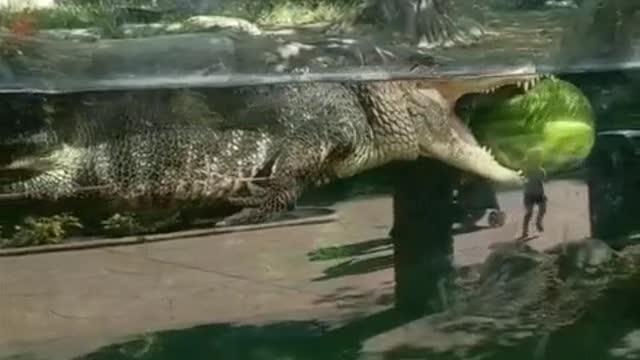 A crocodile with a watermelon