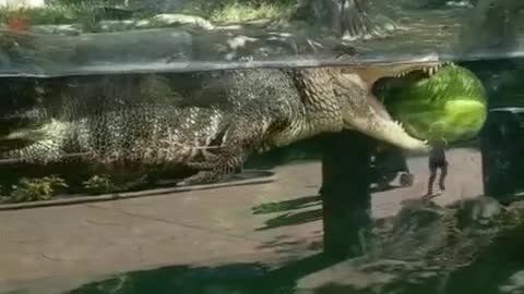 A crocodile with a watermelon