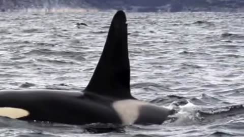 Why Orca's Are Called Killer Whales !