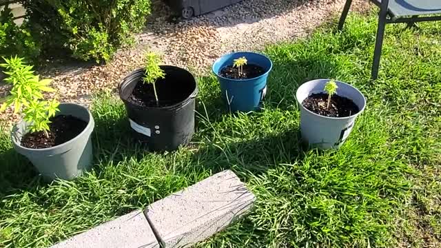 Garden Update 6/22