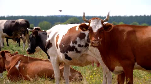 Herd of cows in the countryside