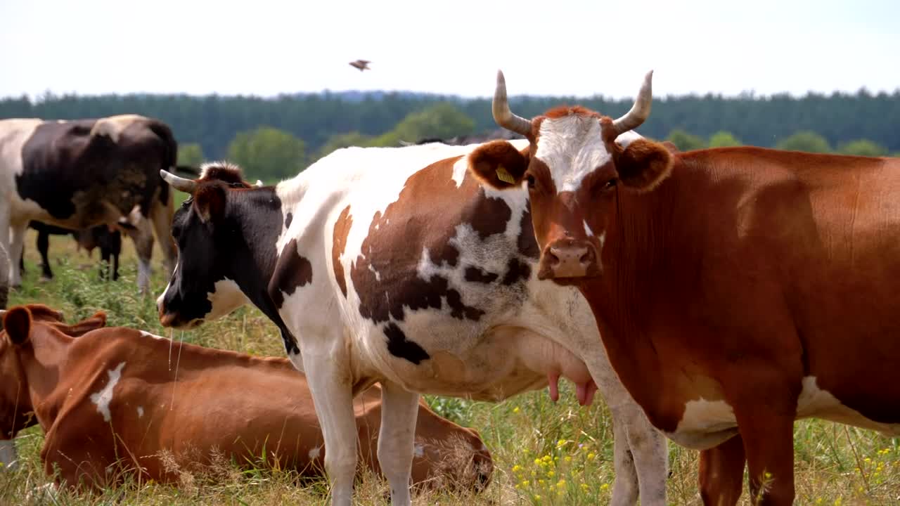 Herd of cows in the countryside