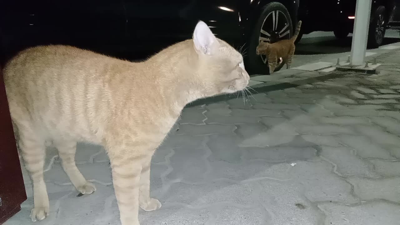Homeless cats in UAE: RIHANNA & ED SHEERAN & CHRIS MARTIN #cat #pet #Rihanna #ChrisMartin #EdSheeran
