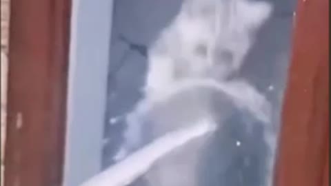 Unlucky animals