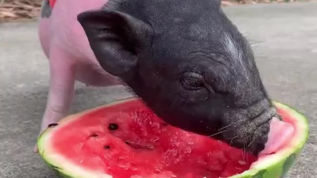 Piggy carried me to eat watermelon