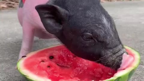 Piggy carried me to eat watermelon