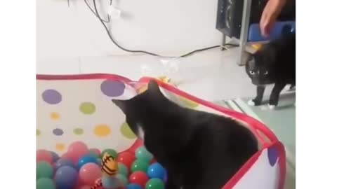 Spider Cat